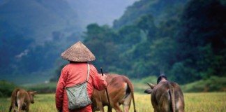 Dacheng Wong ventures to Vietnam