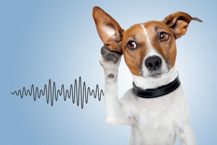 Thailand-listening-for-sound-marks
