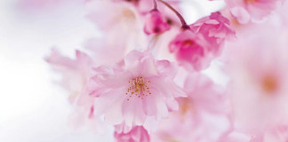 Opening up Japan-Legal-Market-Arbitration-centres-associations