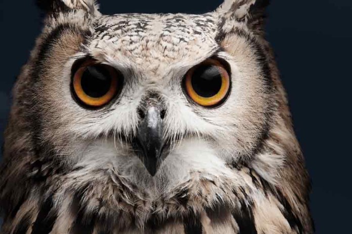 Owl-night-asia-business-law-hong-kong Owl-night-asia-business-law-hong-kong