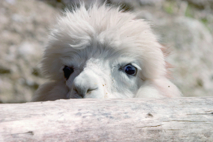 Cute looking alpaca