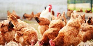 WTO rules US ban on Chinese poultry illegal WTO rules US ban on Chinese poultry illegal, 世贸组织-美限制中国禽产品进口违规