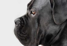 Don’t ignore CCI’s teeth Don’t-ignore-CCI’s-teeth
