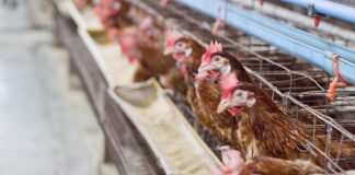 China and US play chicken China-US chicken importation