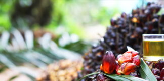 Johor Plantations Group’s IPO