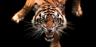RBI on Indian financial sector