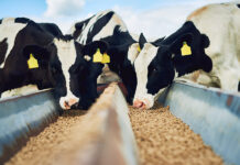 CJ Feed and Care Sale